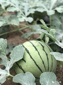 网红大瓜在哪找